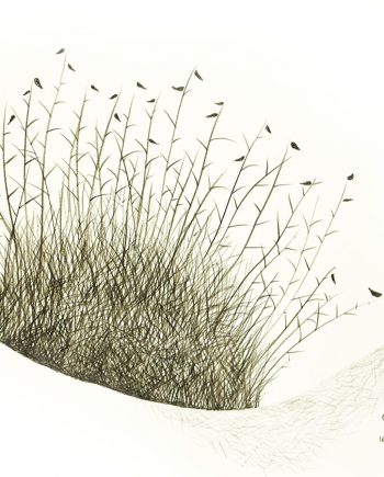 Originální kresba s motivem trsu trávy u řeky