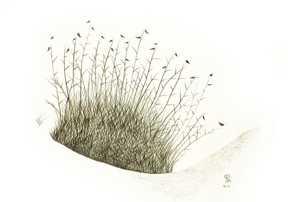 Originální kresba s motivem trsu trávy u řeky